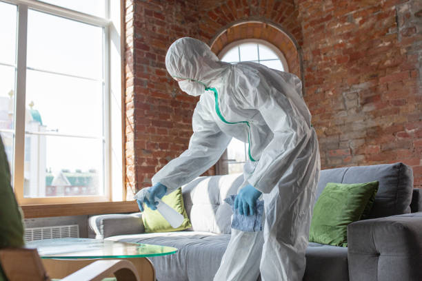 Best Basement Mold Removal  in Brocton, NY