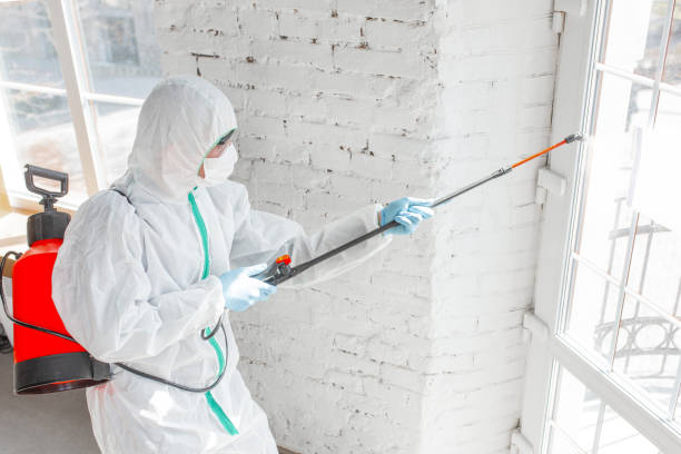 Best Mold Odor Removal Services  in Brocton, NY